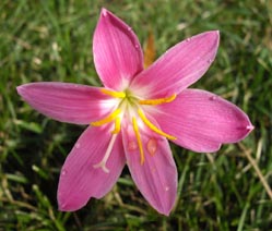 Zephyranthes carinata